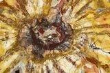 Colorful Petrified Wood Slab - Weird Grain Patterns #327313-1